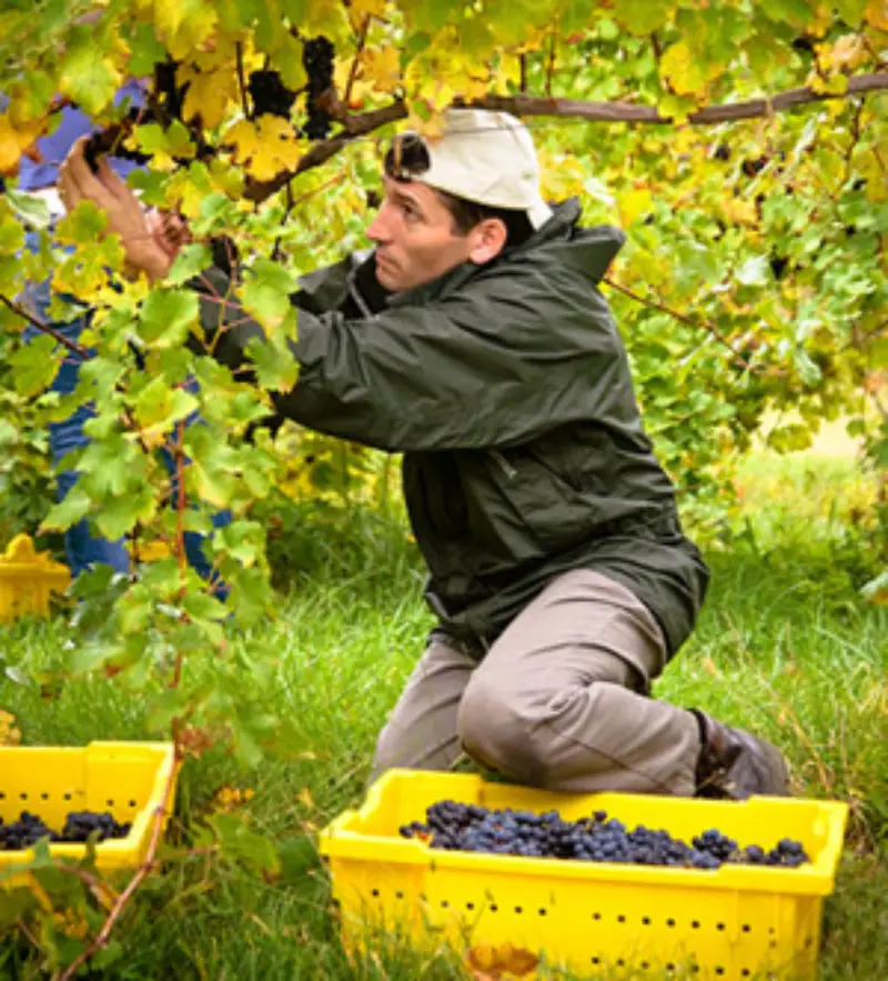 Kris Harvesting