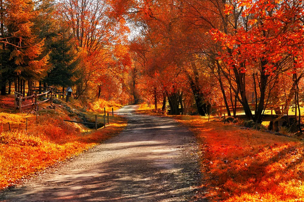 A tree-lined road with a wooden fence