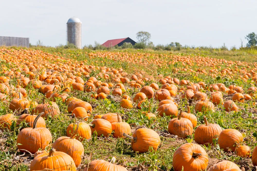 A vibrant field of pumpkins stretches before a rustic barn under a clear blue sky