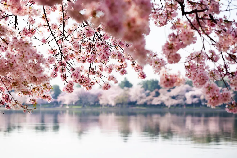Cherry blossoms floating gently on the water's surface