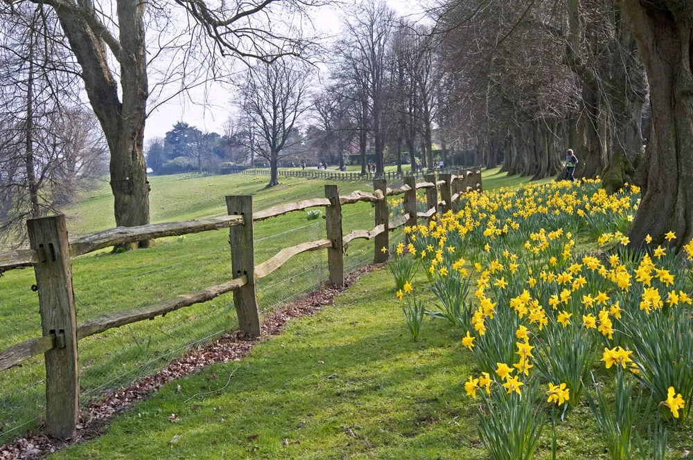 A vibrant field of yellow daffodils blooming in front of a rustic wooden fence under a clear blue sky.