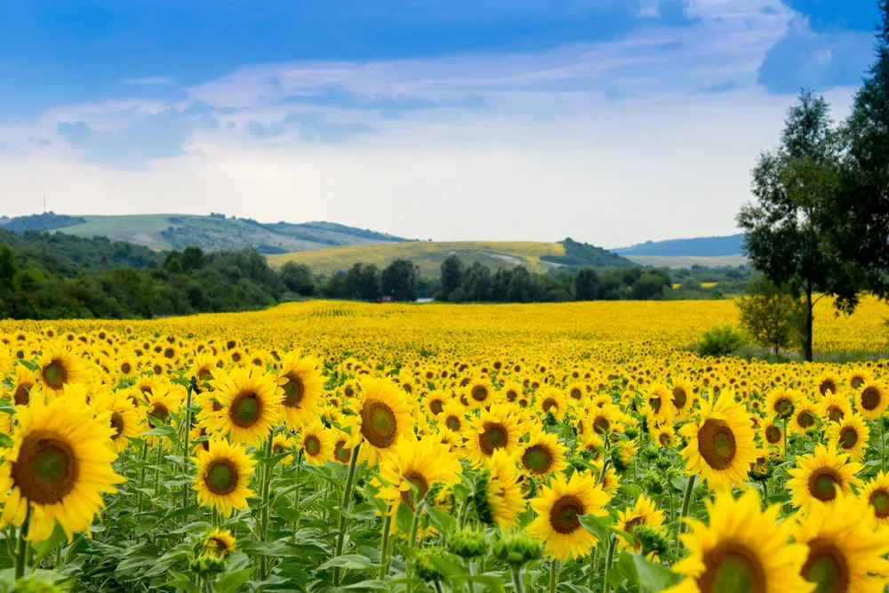 A vibrant field of sunflowers under a clear blue sky