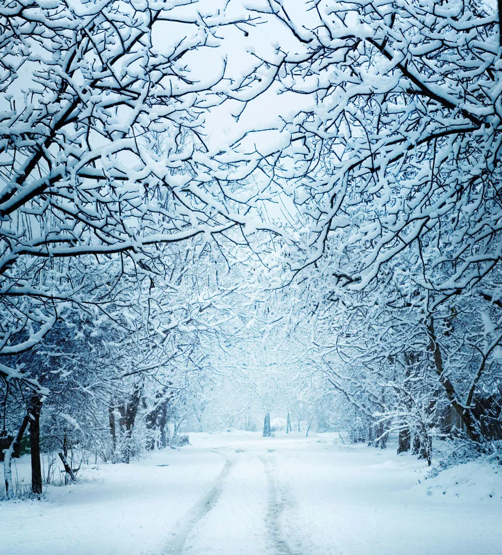 A snowy road winds through a tranquil park