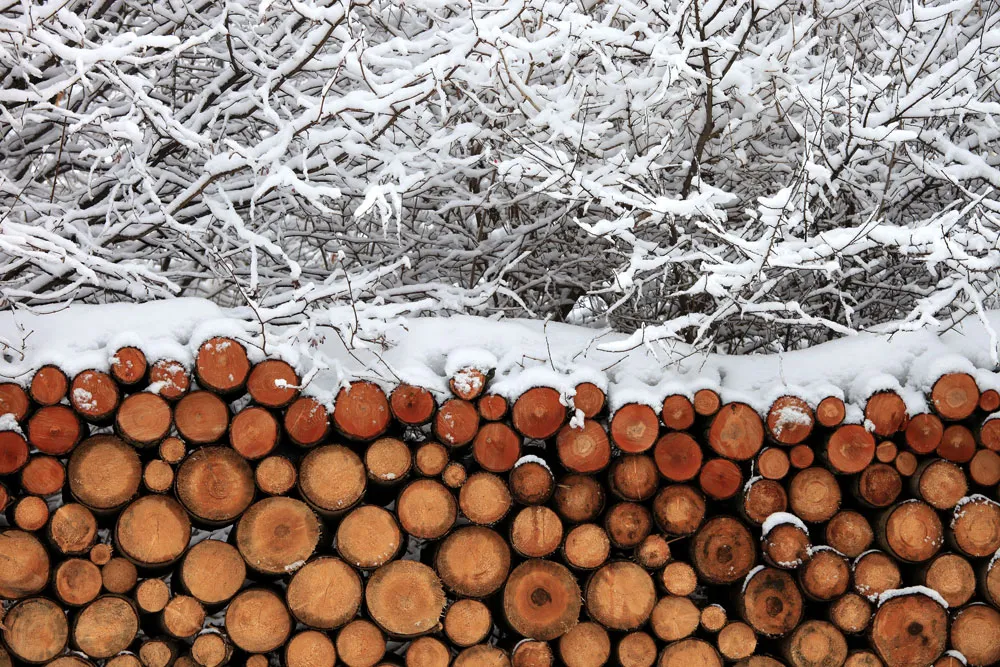 A stack of logs piled against a snowy backdrop
